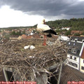 18_25-nest.jpg