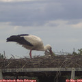 18_30-mast.jpg