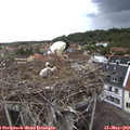 18_30-nest.jpg