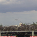 18_35-mast.jpg