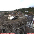 18_35-nest.jpg