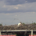 18_40-mast.jpg