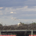 18_50-mast.jpg