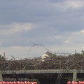 18_55-mast.jpg
