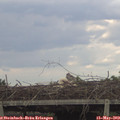 19_00-mast.jpg