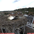 19_00-nest.jpg