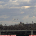 19_05-mast.jpg