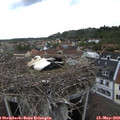 19_05-nest.jpg