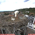19_10-nest.jpg