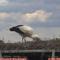 19_15-mast.jpg