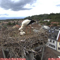 19_15-nest.jpg