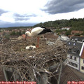 19_20-nest.jpg