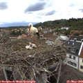 19_25-nest.jpg