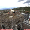 19_30-nest.jpg