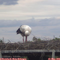 19_35-mast.jpg