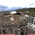 19_35-nest.jpg