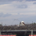 19_40-mast.jpg