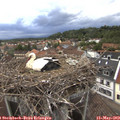 19_40-nest.jpg
