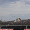 19_45-mast.jpg