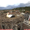 19_45-nest.jpg