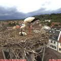 19_50-nest.jpg