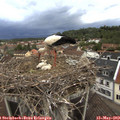 19_55-nest.jpg