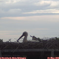 20_05-mast.jpg