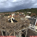 20_05-nest.jpg