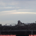 20_15-mast.jpg