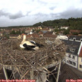 20_20-nest.jpg