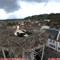 20_25-nest.jpg