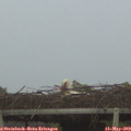 20_50-mast.jpg