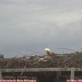 05_45-mast.jpg