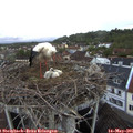 05_50-nest.jpg
