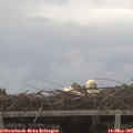 05_55-mast.jpg