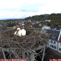 05_55-nest.jpg