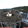 06_00-nest.jpg