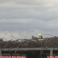 06_05-mast.jpg