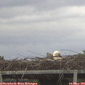 06_10-mast.jpg
