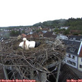 06_15-nest.jpg