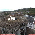 06_25-nest.jpg