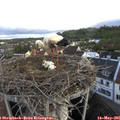06_35-nest.jpg