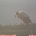 06_40-mast.jpg