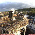 06_40-nest.jpg