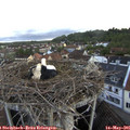 06_50-nest.jpg