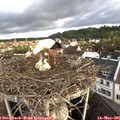 07_15-nest.jpg