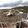 07_20-nest.jpg