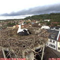 07_25-nest.jpg