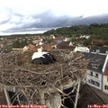 07_30-nest.jpg