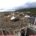 07_35-nest.jpg